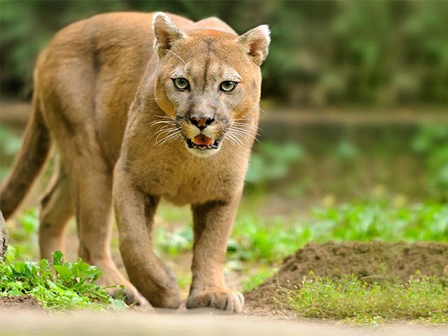 黑豹 電影超賣座但panther Puma Jaguar傻傻分不清 英文的 豹 分法超複雜